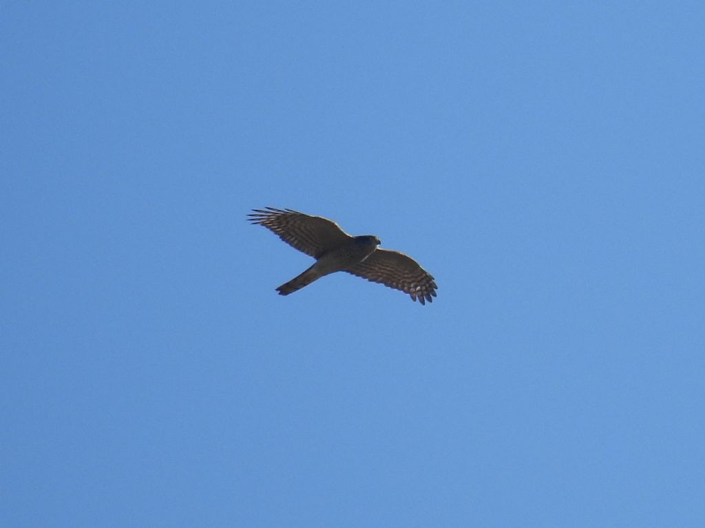 Quale Accipiter?  Accipiter nisus (Sparviere)